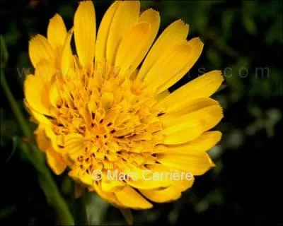 Quelle est cette fleur ?