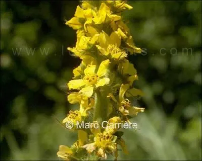 Comment se nomme celle-l ?