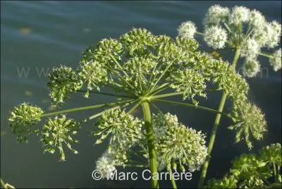 Quelle est cette fleur ?