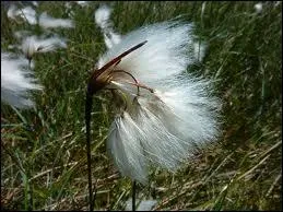 Quelle est cette fleur ?