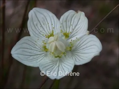 Quelle est cette fleur ?