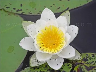 Reconnaissez-vous celle-ci ?