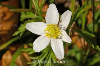 Quel est le nom de cette fleur ?