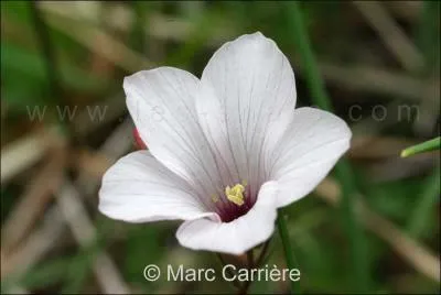 Quelle est cette fleur ?
