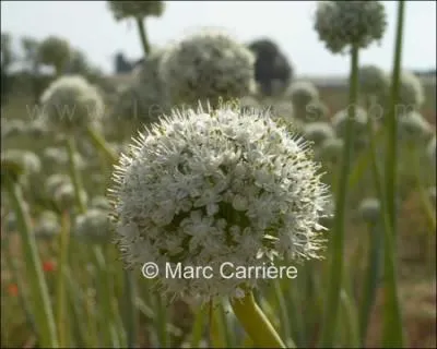 Quelle est cette fleur ?