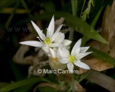 Quelle est cette fleur ?