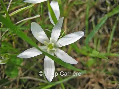 Quelle est cette fleur ?