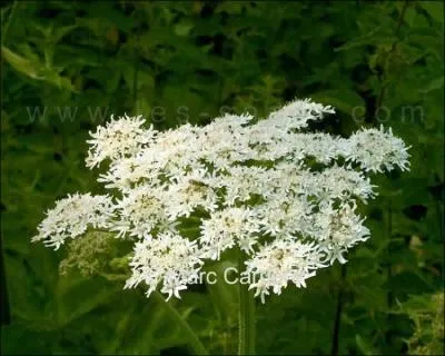 Quel est le nom de ces fleurs ?