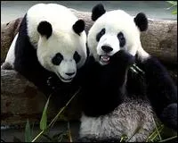 Dans quel type de forts les pandas vivent-ils ?