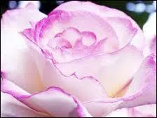 L'Amour courtois est la faon rglemente de se comporter en prsence d'une femme de qualit, concept n au Moyen-Age. On le nomme aussi ?