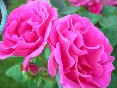 William Shakespeare a crit 'L'amour est une fume forme ' 