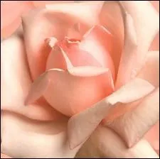 Ovide, le pote latin, a crit en 10 avant JC, ' L'amour et ' 