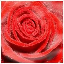 L'amour courtois a t florissant au XII s.  la cour d'Alinor d'Aquitaine et de Marie de France. C'est un amour chaste, dsintress, mais non platonique. Que nommait-on  ce titre Jo