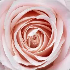 Pierre Desproges, l'humoriste, a crit 'Ce n'est pas parce que l'homme a soif d'amour qu'il doit 