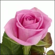 Qui a crit 'Le premier symptme de l'amour vrai chez un jeune homme, c'est la timidit, chez une jeune fille, c'est la hardiesse'