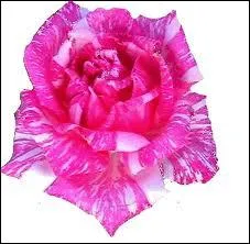 Andr Breton a crit 'Je vous souhaite d'tre ' 