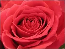 Notre poque scientifique regarde tout de trs prs : avec cette approche-l, le baiser est ?