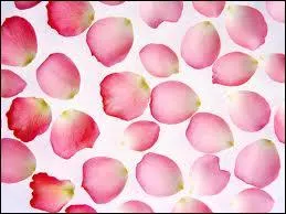 Edith Piaf, grande amoureuse, chante 'Sans amour, on n'est rien du tout'. Passons sur les thories indiquant que l'amour est avant tout goiste, pour retrouver la chanson dont sont issues ces paroles