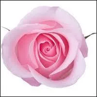 Cupidon, toujours reprsent ail, souvent comme un tout jeune enfant dnud, est le fils de Vnus et de ?