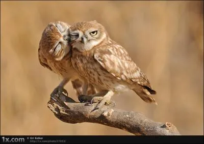 Juste pour voir : Hibou ou pas hibou ?
