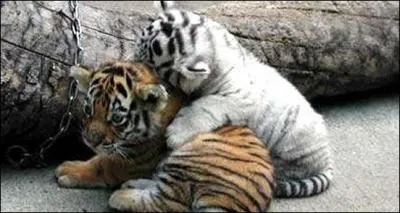 Le tigre blanc est une espèce à part !