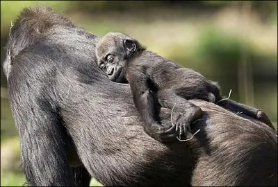 Maman chimpanz porte son petit !