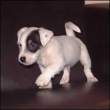 L'illustration du petit chien est  associer  ?