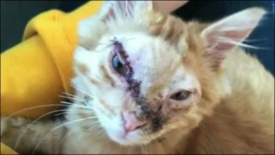 Qui a tu la gurisseuse du Clan du Tonnerre ?