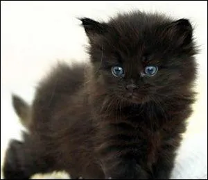 Qui habite de l'autre ct de la fort ?