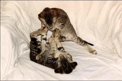 Quel est le premier combat ?