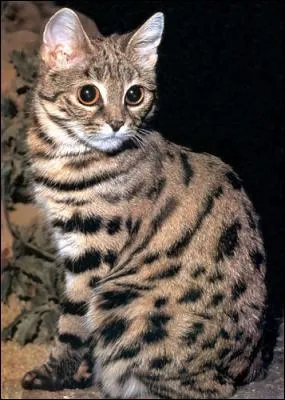 Qu'a fait Griffe de Tigre comme acte impardonnable ?