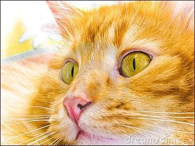 Comment se nomme le mentor de Nuage Gris ?