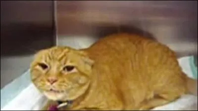 Comment le hros prouve-t-il sa valeur au Clan lors de son arrive ?