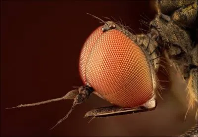 Admirateur de Twilight !