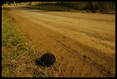 Il vit en Australie !