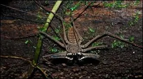 C'est un arachnide cavernicole !