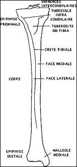 Tibia : le mot se traduit par :