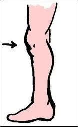 Genou : le mot se traduit par :