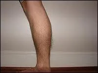 Mollet : le mot se traduit par :