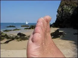 Orteils : le mot se traduit par :