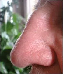 Nez : le mot se traduit par :