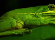 Quiz Quelques animaux ... 3
