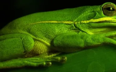 Quiz Animaux