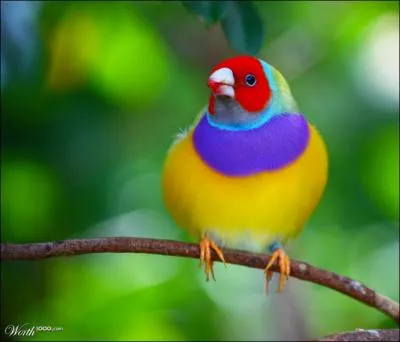 Cet oiseau s'appelle Emeraude de Gould !