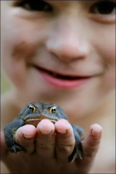 Le ttard du crapaud est vgtarien !