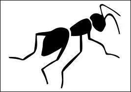 Que font les fourmis en s'veillant le matin ?