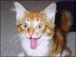 Quel animal ne peut pas tirer la langue ?