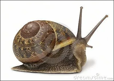 Un escargot peut dormir pendant combien de temps ?