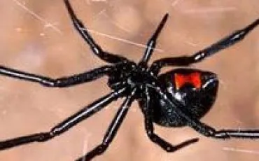 Quiz Insectes