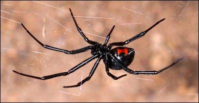 Cette araigne est appele 'veuve noire' car souvent elle tue le mle aprs accouplement.
